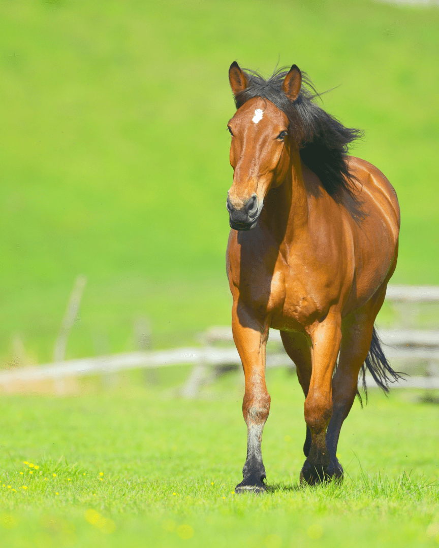 Catégorie chevaux