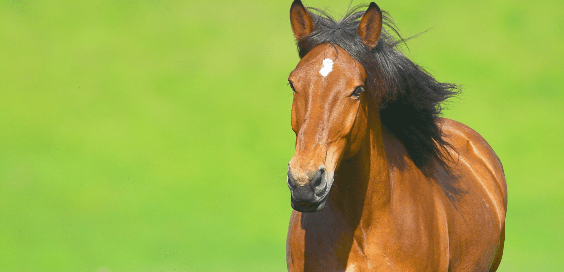 Premier visuel page chevaux